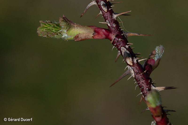 Gemmothérapie d'Eglantier - Bourgeon frais bio - Herbiolys Laboratoire